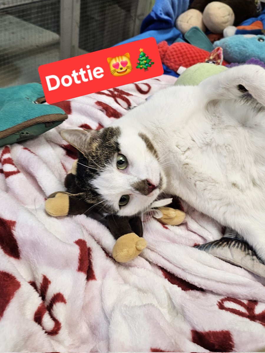 PawsUnitePeople tweet media