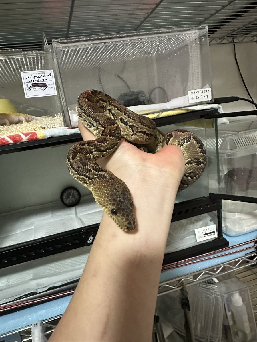 ⚫カイリ🟠 蛇好き tweet media