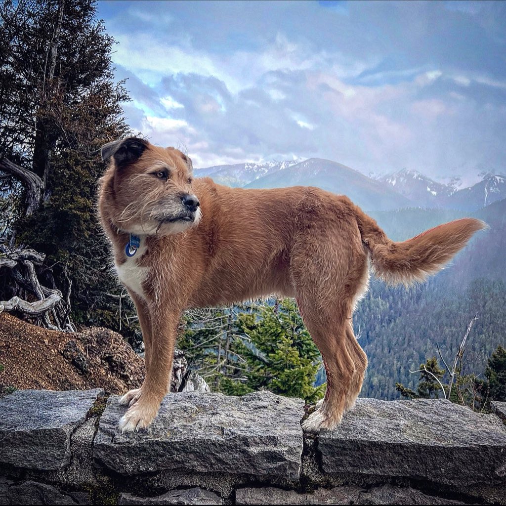 EbodyLovesStout's tweet photo. Hurricane Ridge - Port Angeles, Washington 🐕 🏔️ 

Instagram:  https://t.co/DxIOTsF217 

#hike #hiking #hikingwithdogs #olympicnationalpark #olympicpeninsula #washington #EverybodyLovesStout #stout #dog #dogs  #traveler #adventure #photooftheday https://t.co/SUFQkr0AyS