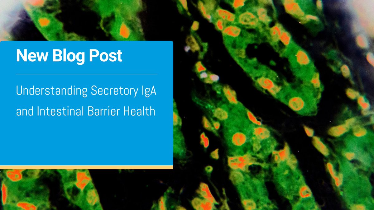 _idkna's tweet photo. Secretory IgA is a key marker of intestinal mucosal integrity and immune function.

Discover how investigating sIgA can support GI research in our latest blog.   🔗https://t.co/gS0W3tRdoV  

#Gastroenterology #GutHealth #SecretoryIgA #sIgA https://t.co/1Ixz1Tkc3I