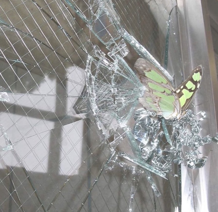 miss moss ball tweet media