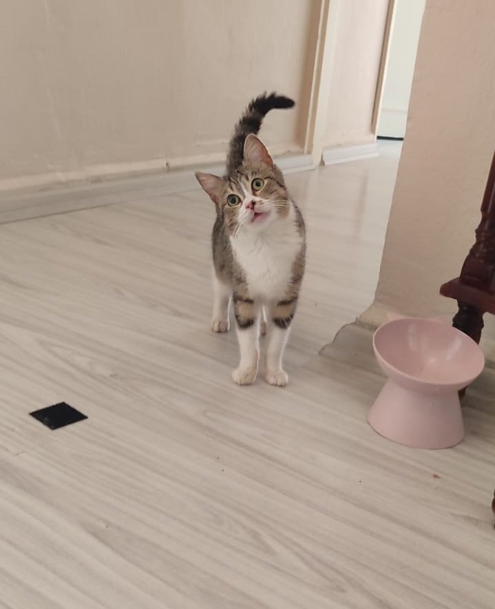 cerezfamilya's tweet photo. YUVA İLANI
Bu dünya güzeli kız araba motoruna sıkılmış ve yanlış çıkarılmaya bağlı boynu eğri kalmış. Kuru mama yiyo, kum kullanıyo, 3 aylık dişi, aşırı sevimli bi kucak kedisi. 
İstanbul https://t.co/TSqkbcRdRf