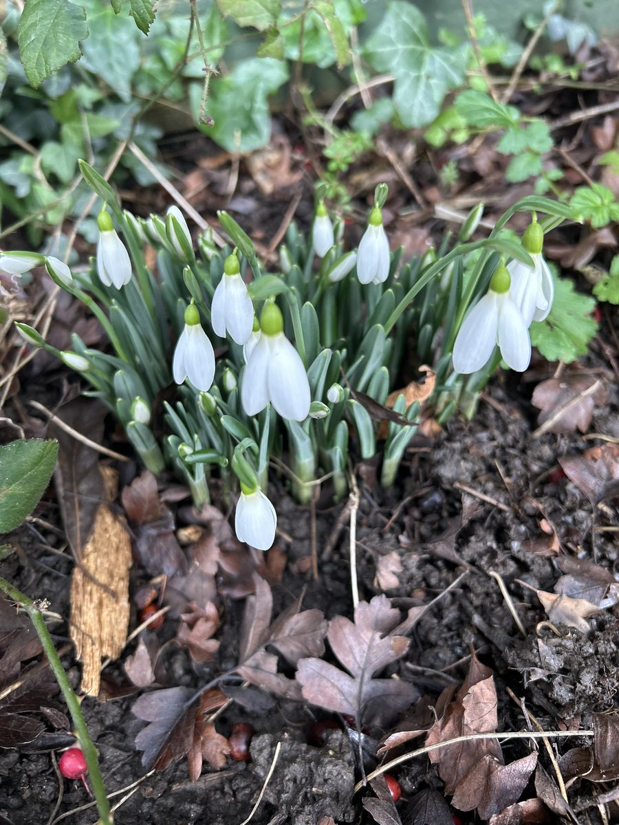 derwenfawr's tweet photo. The first #snowdrops appeared in the garden today! Spring is on its way. https://t.co/AF2tLKAlPF
