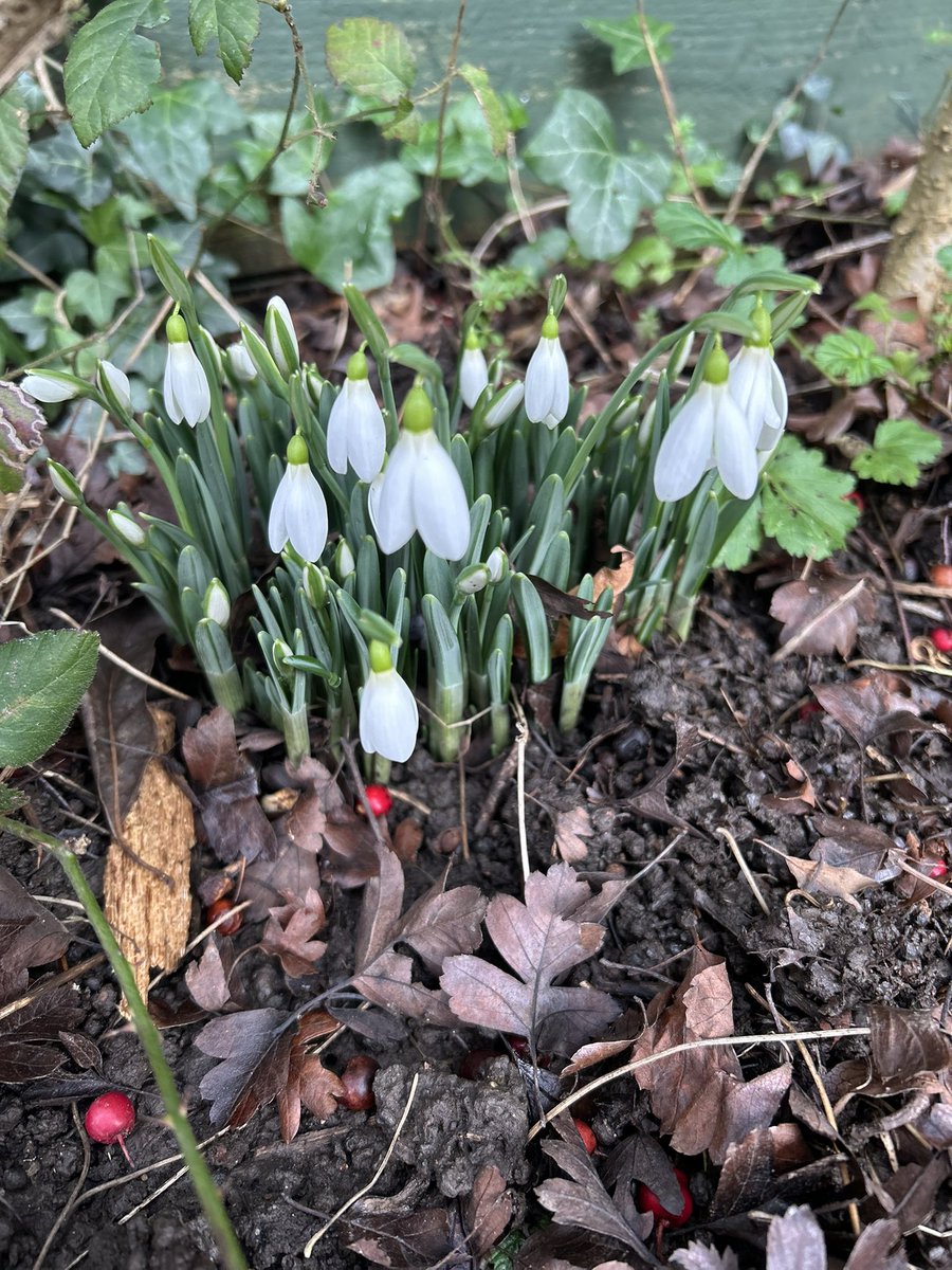 derwenfawr's tweet photo. The first #snowdrops appeared in the garden today! Spring is on its way. https://t.co/AF2tLKAlPF