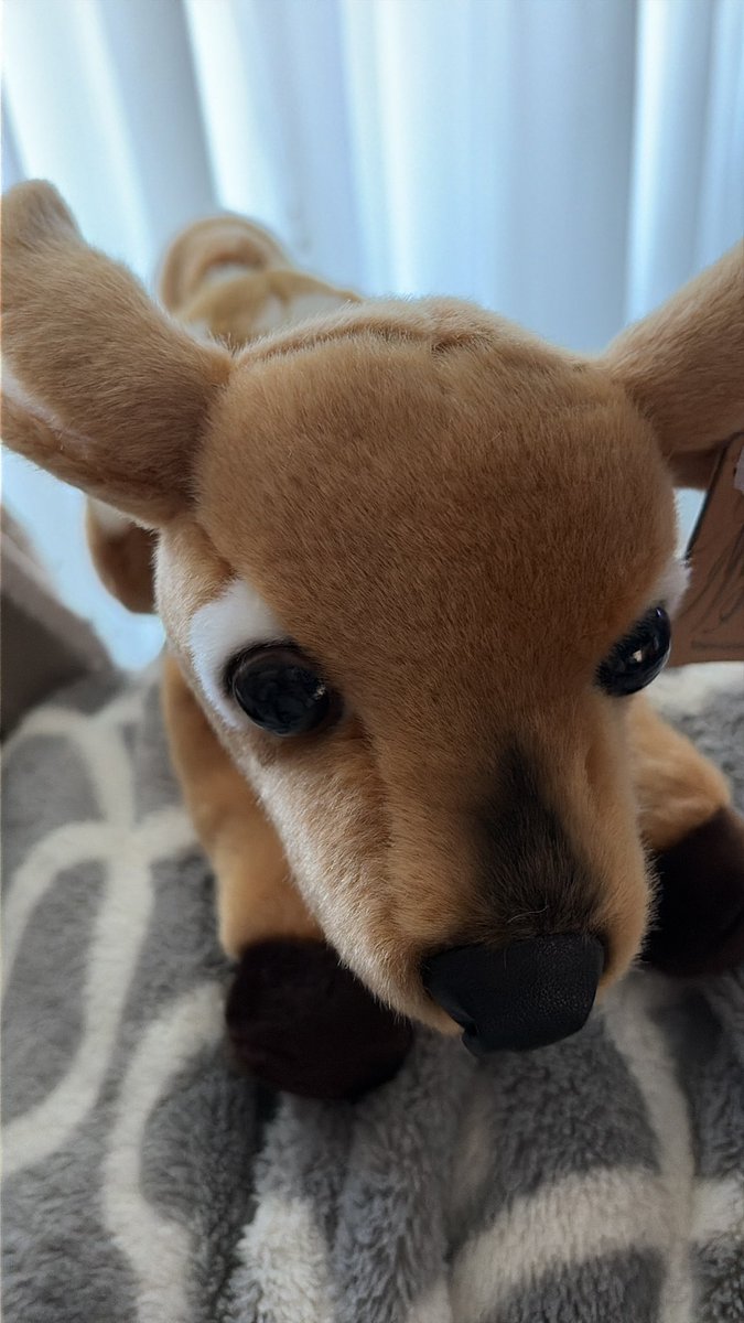 em1doll's tweet photo. my miyoni fawn arrived 🥲 she’s so cute https://t.co/OVLt0M2qoa