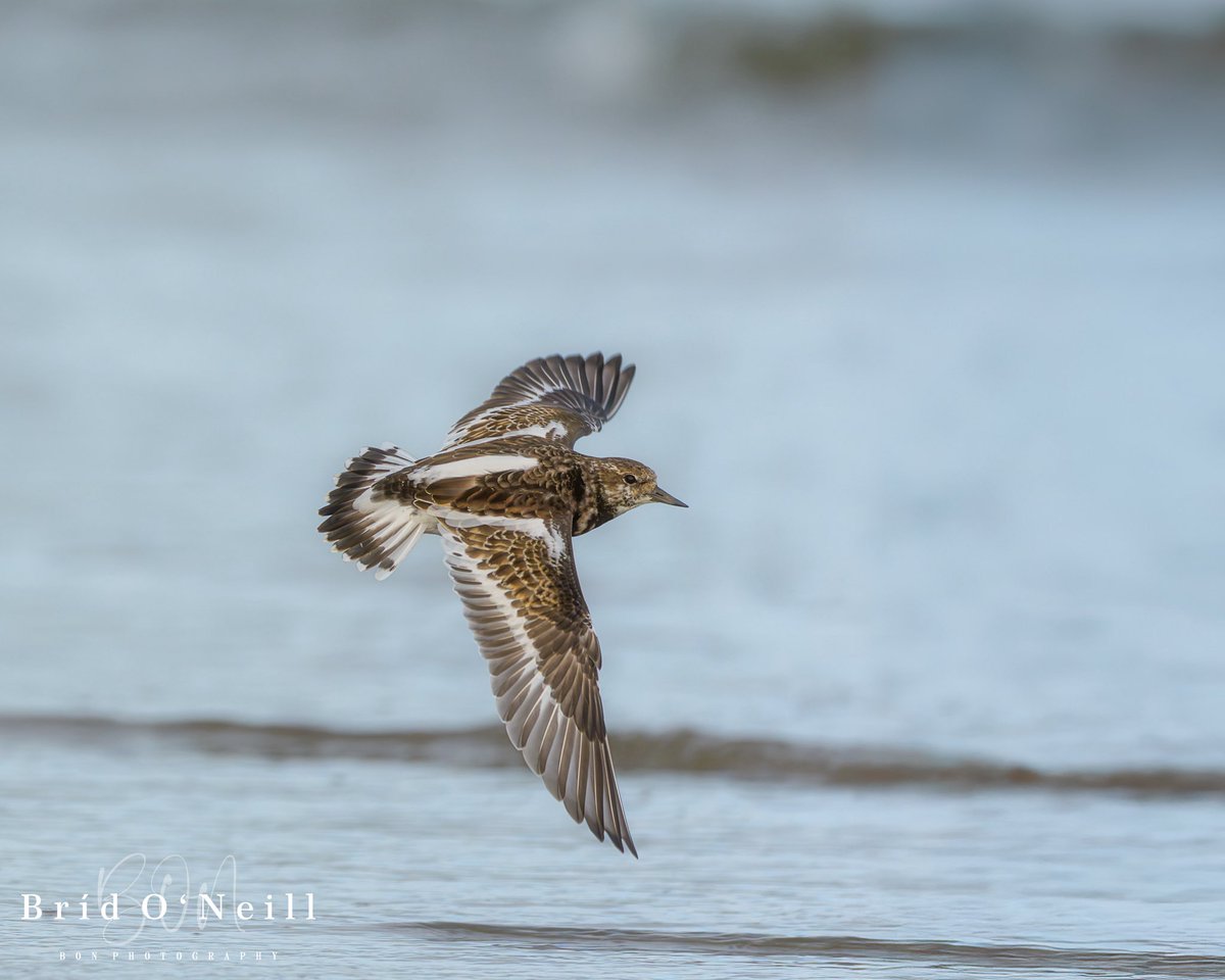 Bríd O'Neill (BON Photography) tweet media