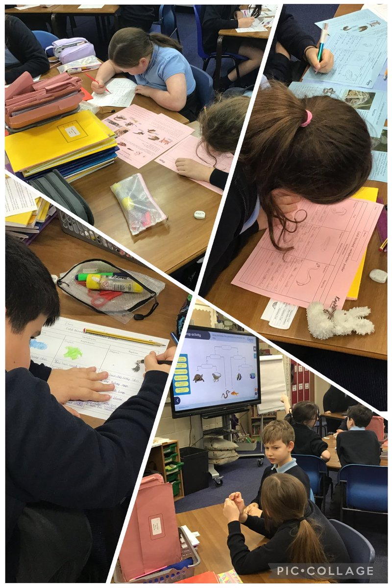 Classifying cold-blooded invertebrates in Science this afternoon, followed by branching keys. #stedwardsscience