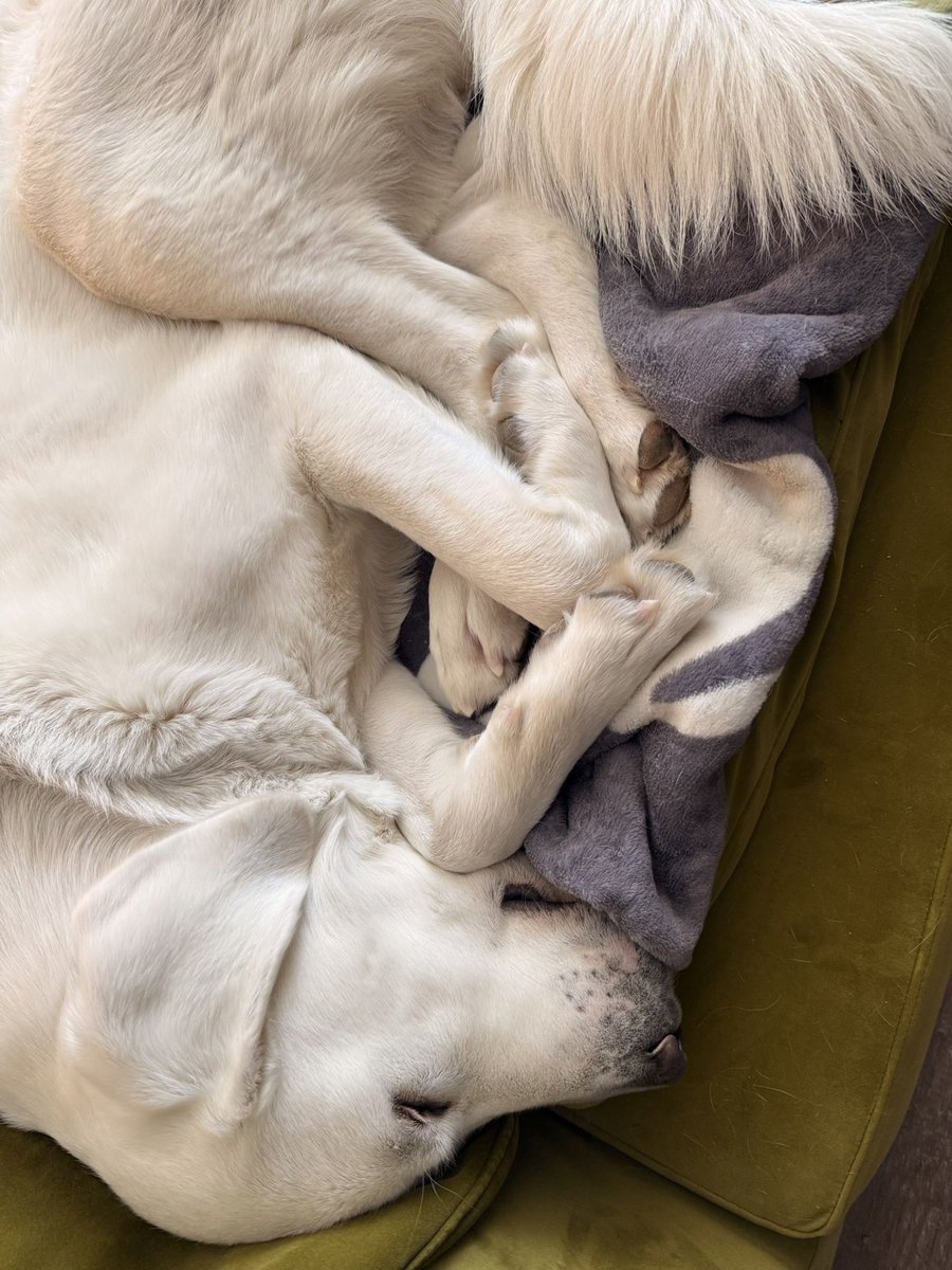 Natalia Antonova 🇺🇸🇺🇦 tweet media