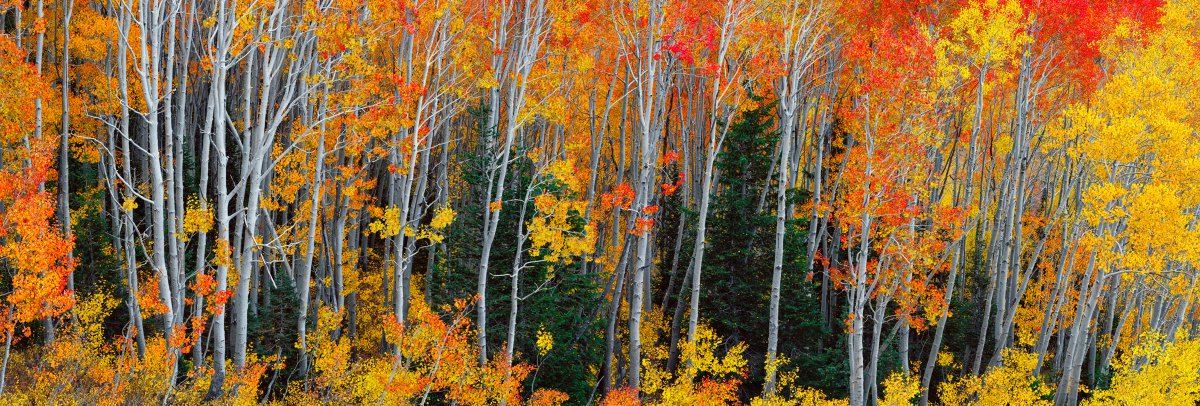 Peter Lik tweet media