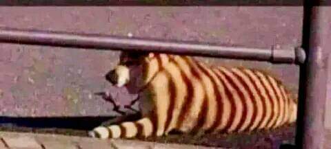 سيذهب الظل ...
ويعود الكلبُ كما كان كلباً
وليس نمراً .
#انتو_انطروا_أبو_عمر