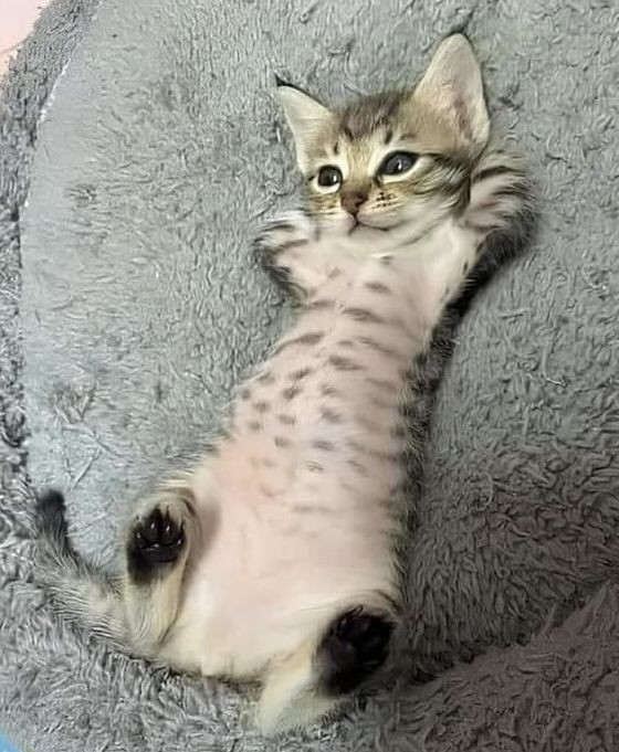 ☆•☆ Hello. I wish you all a happy and peaceful evening. ❤️🕊🌅😻🥰👋 ☆•☆