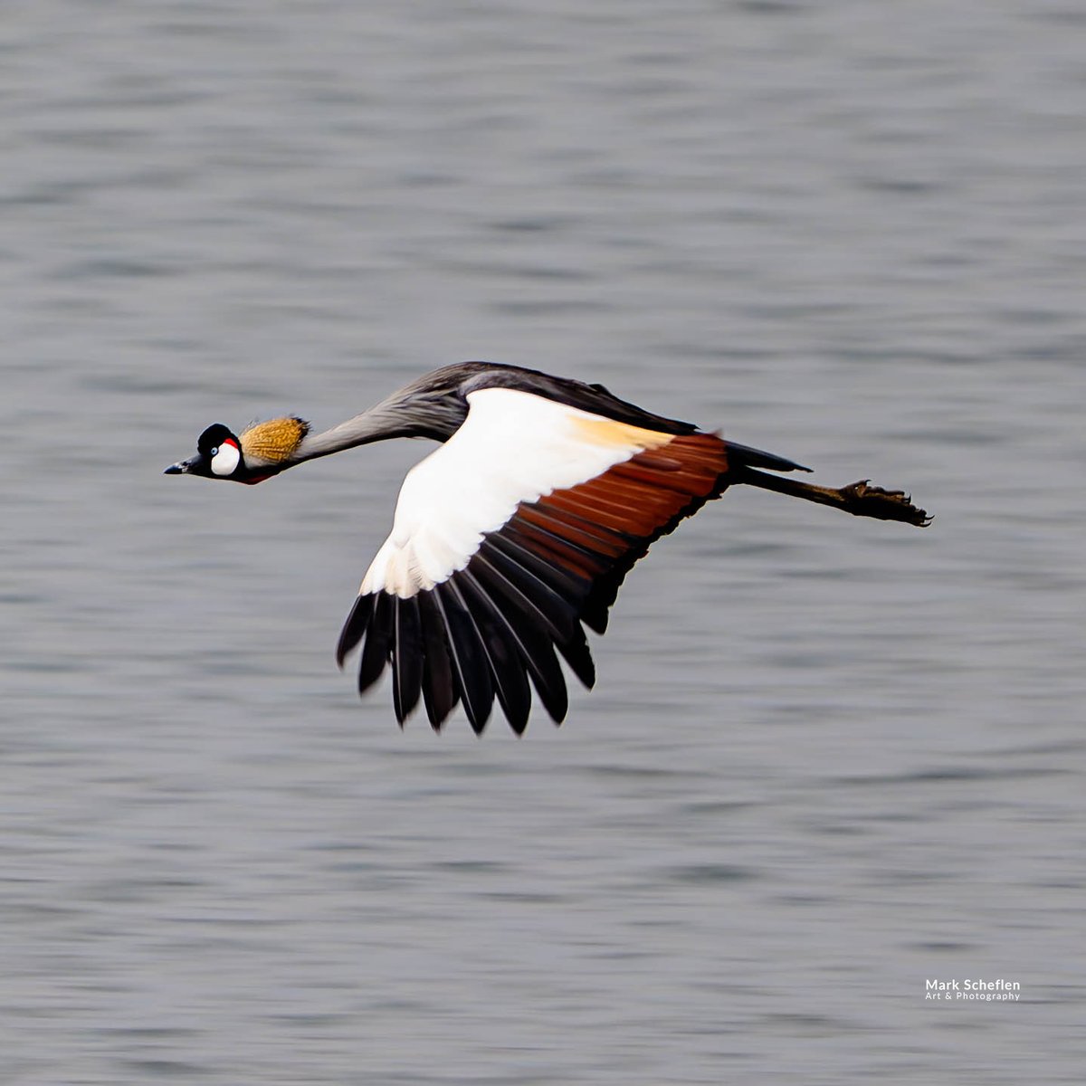Grey-crowned Crane an iconic African bird, known for its striking golden crown, grey body, and red throat pouch, distinguished by its unique ability to perch in trees and perform elaborate mating dances. #lakebunyuni #uganda #greycrownedcranes #birds #birdsphotography