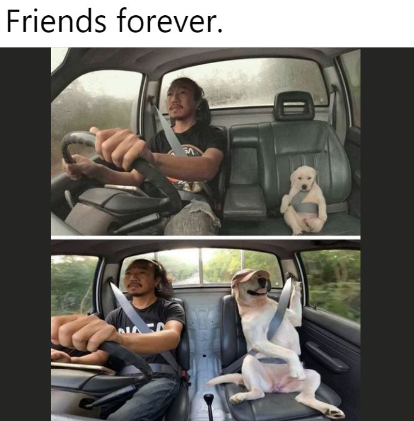 Best in Dogs tweet media