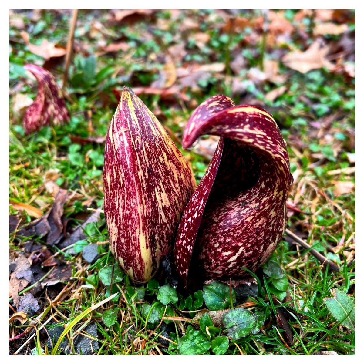 geologyBits's tweet photo. 🟥 🪴 Skunk cabbage
(Symplocarpus foetidus) is a distinctive, early blooming perennial in the Araceae family, native to wet woodlands, swamps, and streamside habitats across eastern North America.

🔁 ❤️
#SkunkCabbage #SymplocarpusFoetidus                                             
🎞️ @Joshopedia

▶️ It emerges in late winter to early spring, often pushing through snow or frozen ground.

▪️ The plant produces large, glossy, heart-shaped basal leaves up to 60 cm long that unfurl after flowering, turning bright green and developing a cabbage-like appearance with prominent veins and a slightly puckered texture.

▪️ Before the leaves fully expand, it sends up a hooded, mottled maroon to purplish spathe (the "flower") 10–15 cm tall that encloses a spherical spadix covered in tiny, densely packed greenish-yellow flowers.

▪️ The spathe generates internal heat (up to 15–35°C above air temperature) through thermogenesis, melting surrounding snow, and attracting early pollinators such as flies and beetles.

▪️ The plant emits a strong, skunk-like odor when bruised or crushed, which gives it its common name.

▪️ It forms colonies via thick rhizomes and thrives in consistently moist to wet, rich organic soil.

↘️ USDA Hardiness Zones: 3–8.