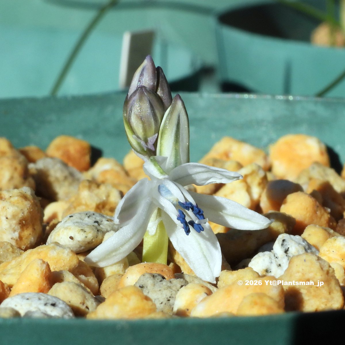 Plantsman_jp's tweet photo. #Fessia puschkinioides (syn. #Scilla puschkinioides), JJA 877.200
Uzbekistan, Tashkent, Chatkal range, NW of Angren, Mazardjan. 1300m. In shade of shrubs.
花穂が伸びて、埋もれてた花が地上に出てきたよ☺️ https://t.co/tpT2rjrl4B