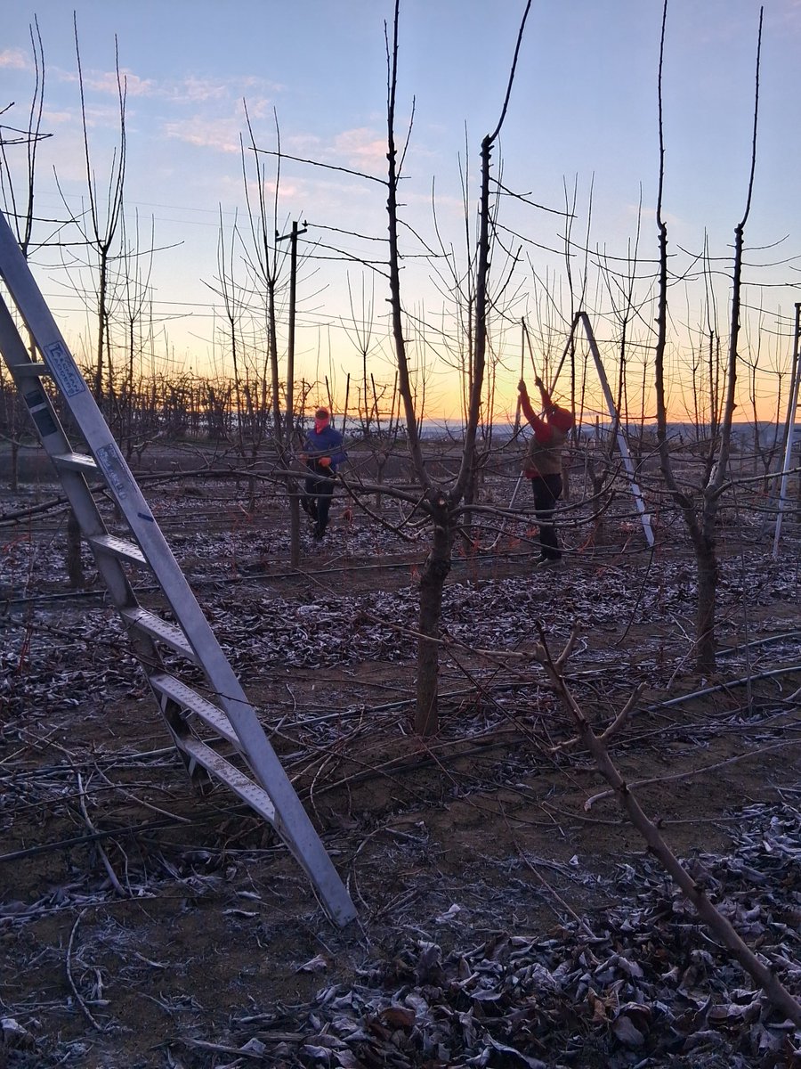 "Moises" shares, "It was 29° in Sunnyside WA when we arrived at 6:30am this day to begin pruning cherry trees. It is so cold it's hard to feel your hands. It's a hard job. We must balance on a ladder cutting branches with heavy shears. We earn minimum wage." #WeFeedYou