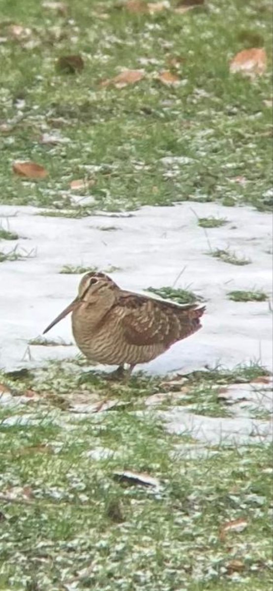 Kijk nou! Een houtsnip in de tuin. Komt dat vaker voor <a href="/vogelnieuws/">Vogelbescherming NL</a> <a href="/LouisvanOORT/">Louis van Oort</a>?