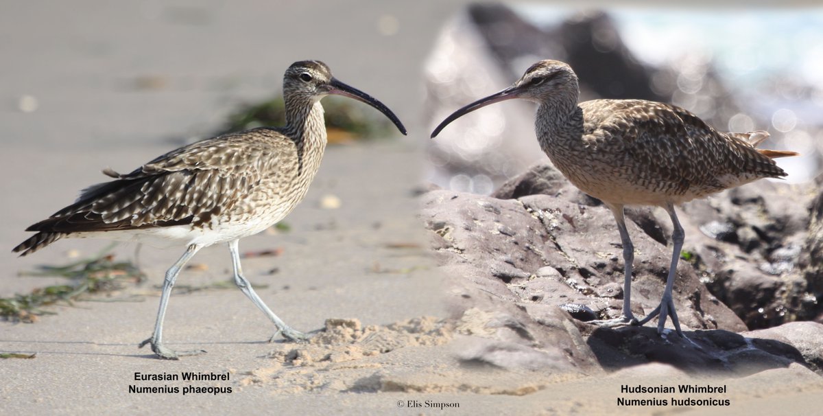 Wader Quest tweet media