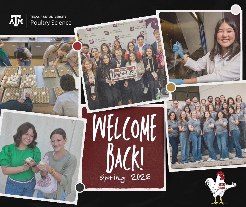 TAMU Poultry Science tweet media