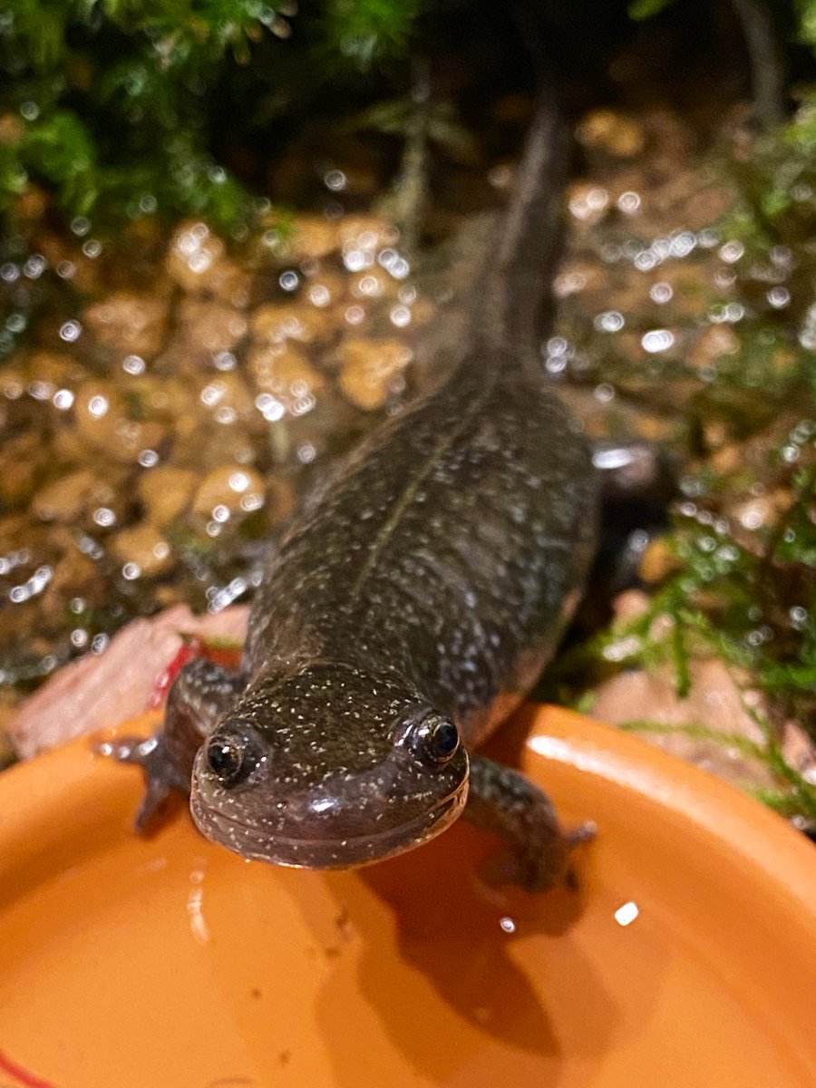 po_tamaru's tweet photo. 迫り来るごまみ
いっぱい食べてご満悦です🙂

 #クロサンショウウオ https://t.co/oEKVD953Wc