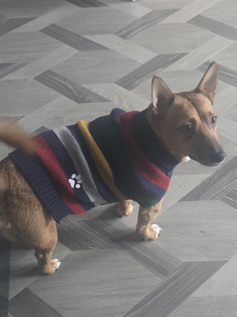 AngelOfHorrors9's tweet photo. My mum brought our dog a jumper, and it just reminds me of Ollie Plimsolls 🥺 https://t.co/QP7ZHKkmAV