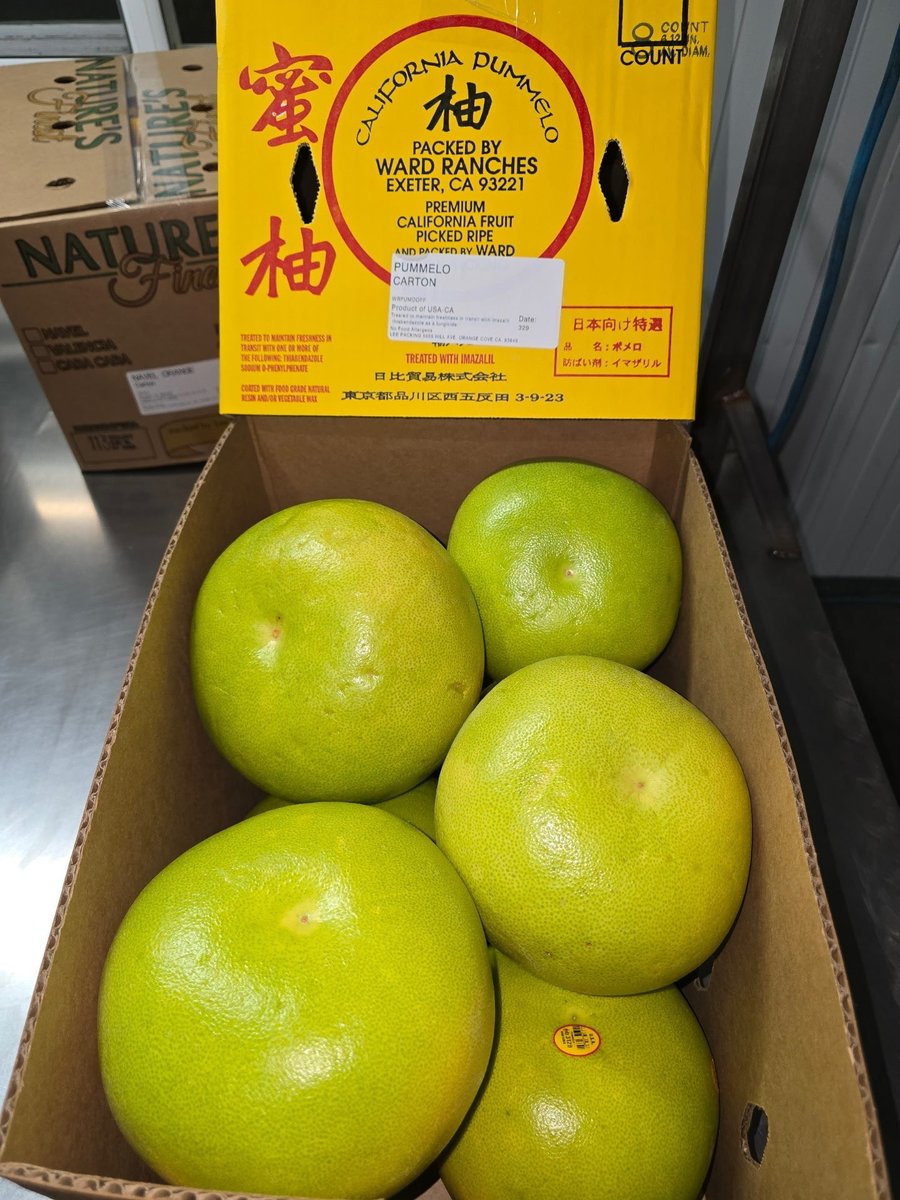 KimballProduce's tweet image. Meet the pummelo✨Mildly sweet, crisp, and easy to peel 🙌 Less tart than grapefruit and a refreshing way to switch up your citrus lineup. At Kimball Produce Sales, we’re always looking to bring in quality citrus worth trying 👀📦#Pummelo #CitrusMarket #CitrusSeason