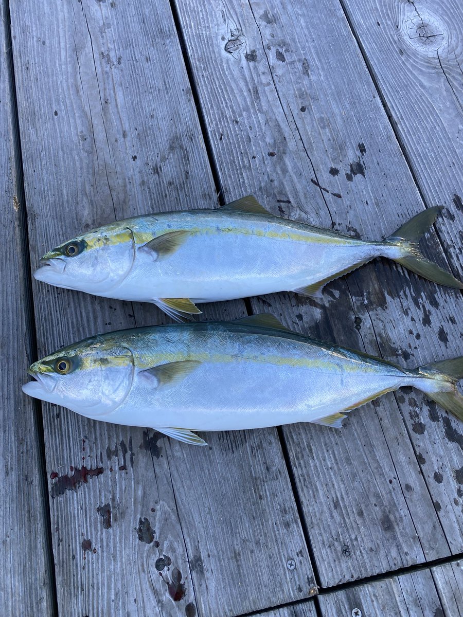 coco0886's tweet photo. 今週の食材探し(そのいち)
知り合いに誘っていただき、鳴門のオフショアへ
極寒、爆風、激流、檄渋🥶
超寂しい、ミニブリ二匹だけ😂
けど、味は抜群やった
脂ノリノリの歯応えコリコリ
食材としては最高😋 https://t.co/FNfsOxdzNO