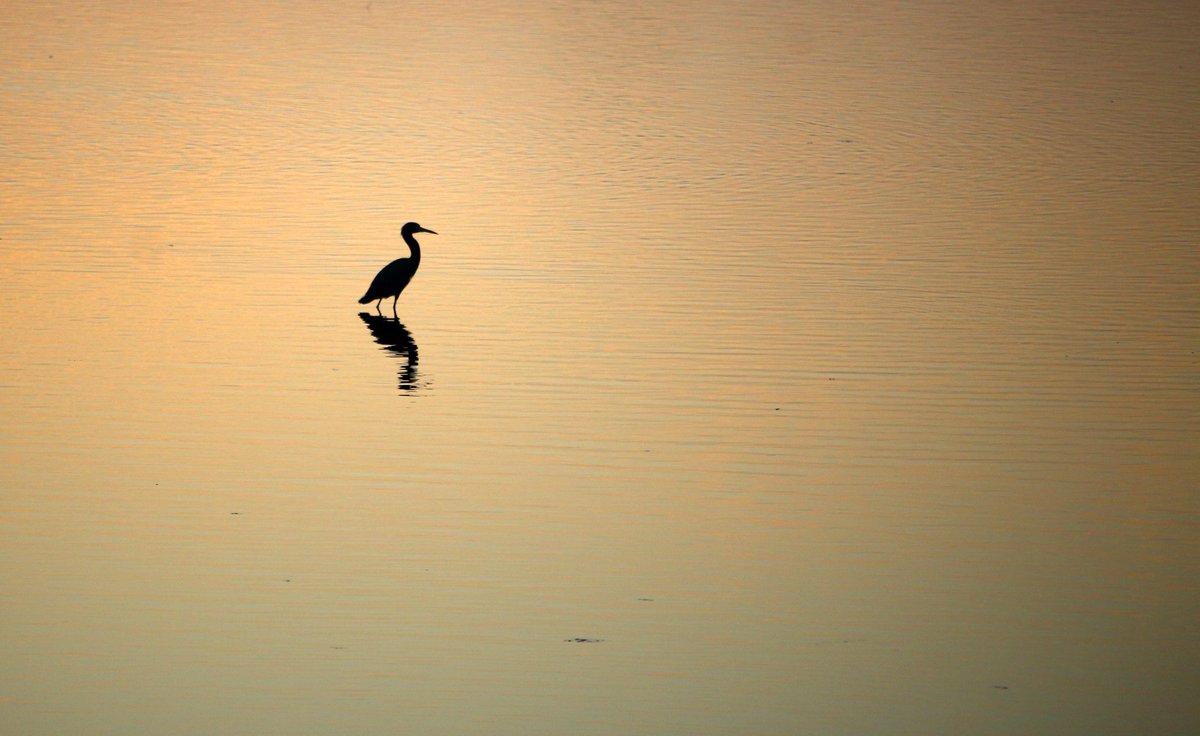 AudubonFL's tweet photo. It's Monday! What was the first bird you spotted this week? Was it a Tricolored Heron? https://t.co/3pN1mAzQEJ