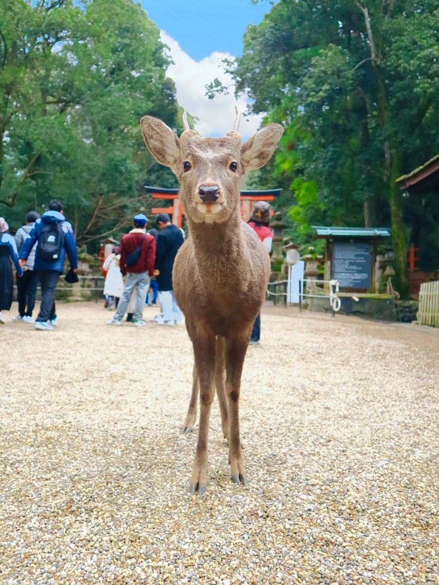 鹿達の日常　【nara deer channel】 tweet media