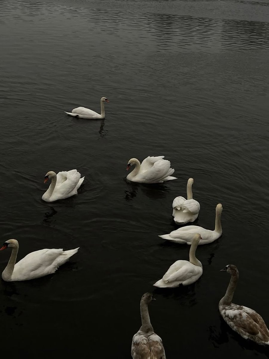 Butterflless's tweet image. 