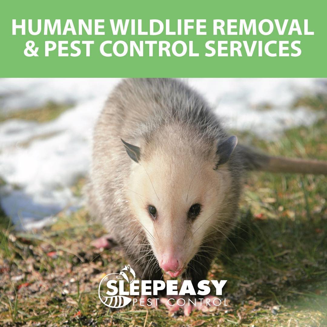 SleepEasyPC's tweet photo. 🦝 At Sleep Easy Pest Control, we specialize in the humane removal and prevention of nuisance wildlife.Our experienced, woman-run team is committed to protecting your home and family
#GuelphPestControl #GuelphHomeInspections #SleepEasyPestControl #Fergus #Elora #FergusPestControl https://t.co/2le07wHry8