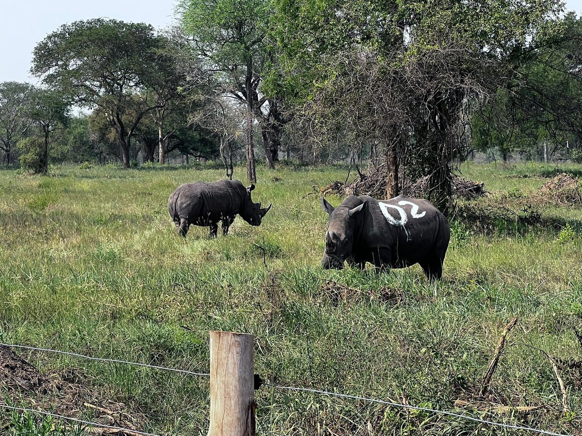 mugarra's tweet photo. 📌 Rhino Conservation Wins 

The Southern White Rhino roams the  plains of Ajai Wildlife Reserve once again, having been declared extinct decades ago. 

It’s a story of determined recovery embraced and enforced by numerous stakeholders and entities, a success story of Uganda’s conservation efforts.

The reintroduction of the rhino to Ajai is not just a win for wildlife conservation, it satiates cultural & traditional hungers among communities and clans who treasure the rhino as their totem and identity symbol, it’s a beacon of hope that even devastating losses can be turned around, it makes Ajai a thought-after destination and contributes to specie diversity in the Ajai range.

This, however, is only but the start. For the species to survive and thrive here once again - like they did before -, concerted efforts towards holistic conservation are vital. I pray we uphold our commitment to protect this particular gain.
#RhinoConservation #RhinoTranslocation #AjaiWildlifeReserve 
@ugwildlife @MTWAUganda @TourismBoardUg