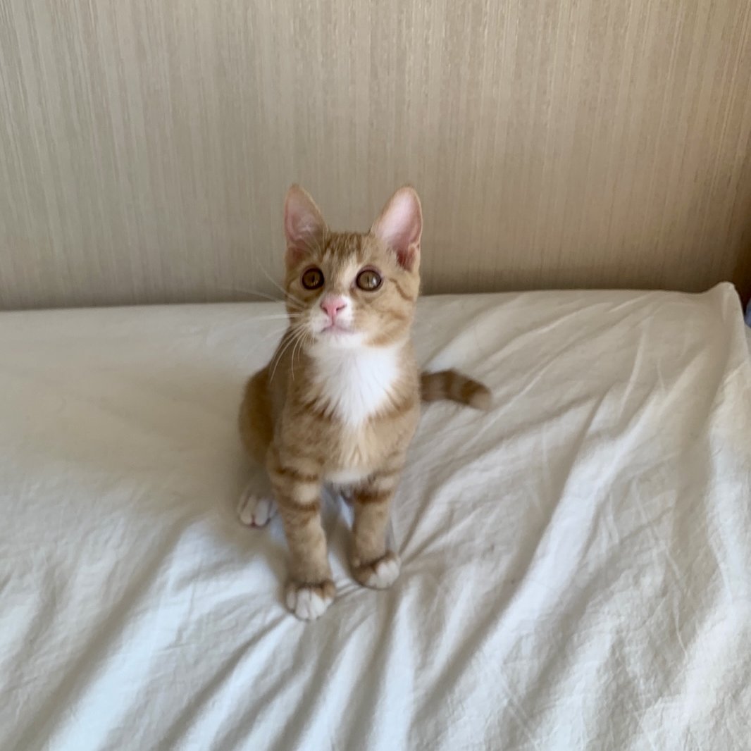 (고양이쉼터) 댕냥하우스 tweet media