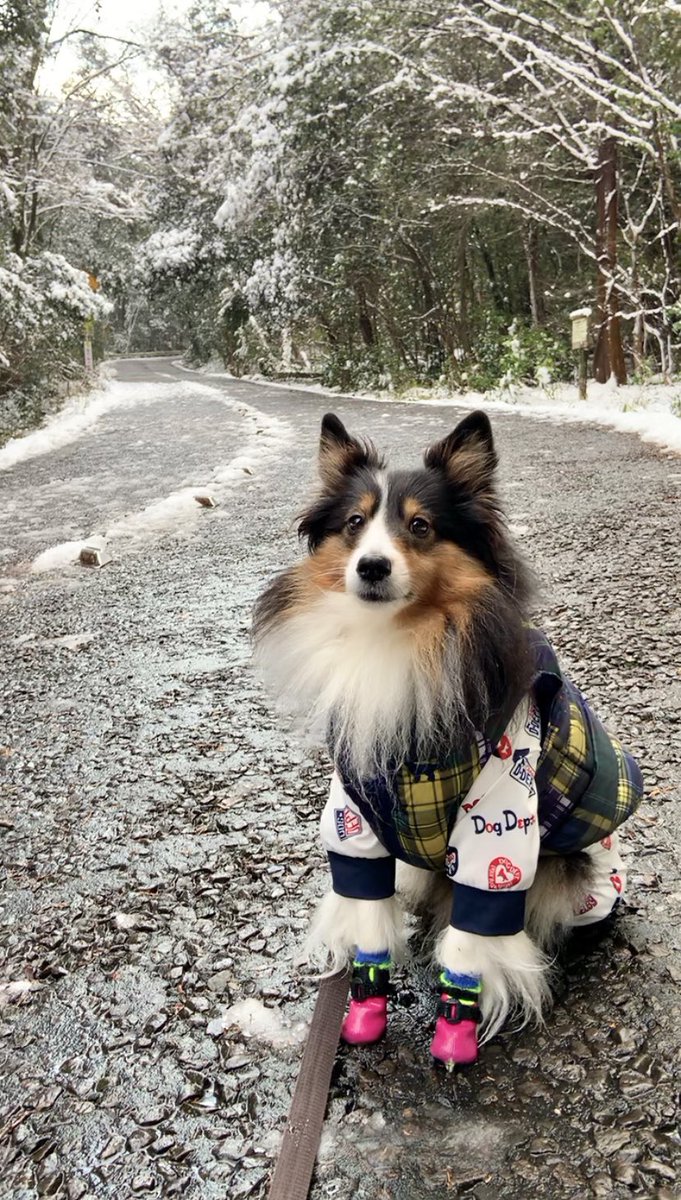 スタイリッシュダウンのはずなのに
ちゃんちゃんこにしか見えない