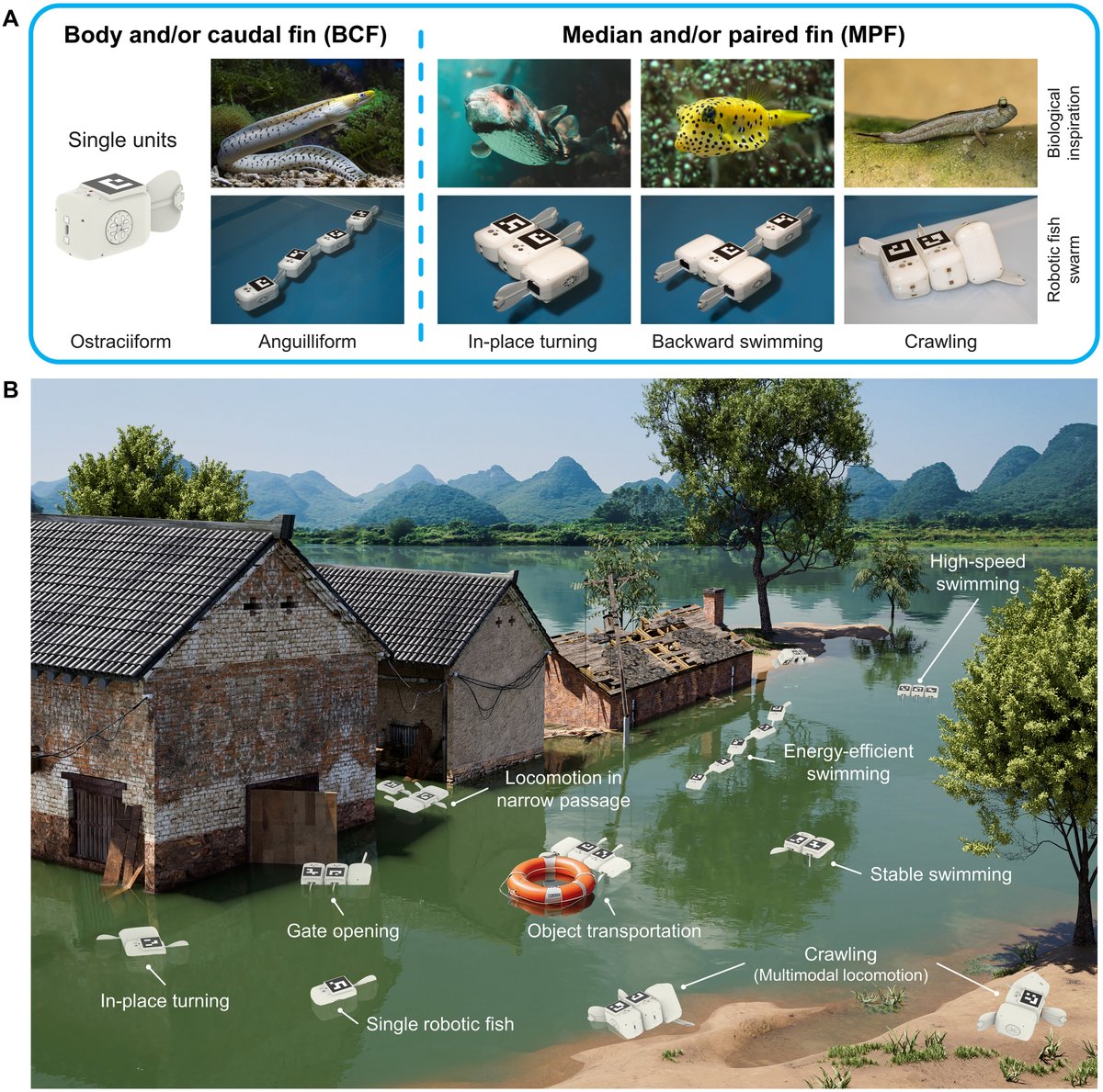 A new study presents a self-reconfigurable robotic fish swarm. Its ability to adapt to complex environments and perform a wide range of tasks means this system has potential applications in aquatic exploration, rescue, and transport. scim.ag/4potVR3