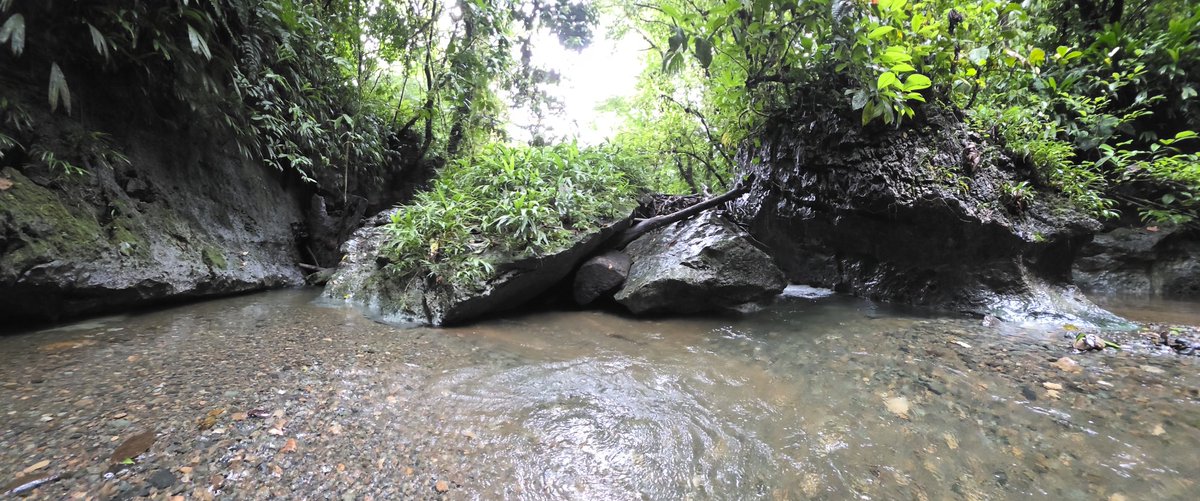 La riqueza natural de Chocó es un deleite para todos los sentidos.