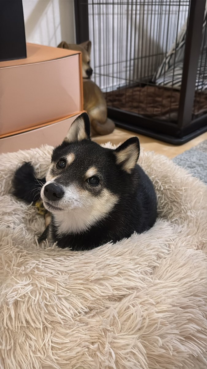 aki717's tweet photo. 今年で7歳。あっという間。
ほんと一緒にいるだけで幸せすぎるー https://t.co/DKuoYm8GaS