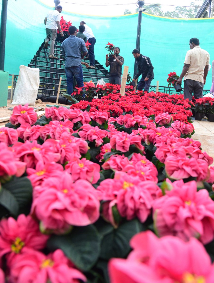 timesofindia's tweet image. Preparations are in full swing at the #Lalbagh Glass House ahead of the 219th #RepublicDay Flower Show, titled “Tejasvi-Vismaya.” This year’s theme celebrates the #life and literary legacy of legendary writer K.P. Poornachandra Tejasvi. The show will be inaugurated by the