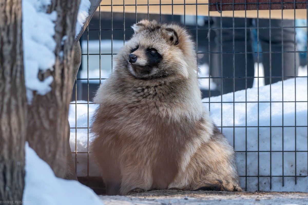 2026/01 撮影

#エゾタヌキ #旭山動物園