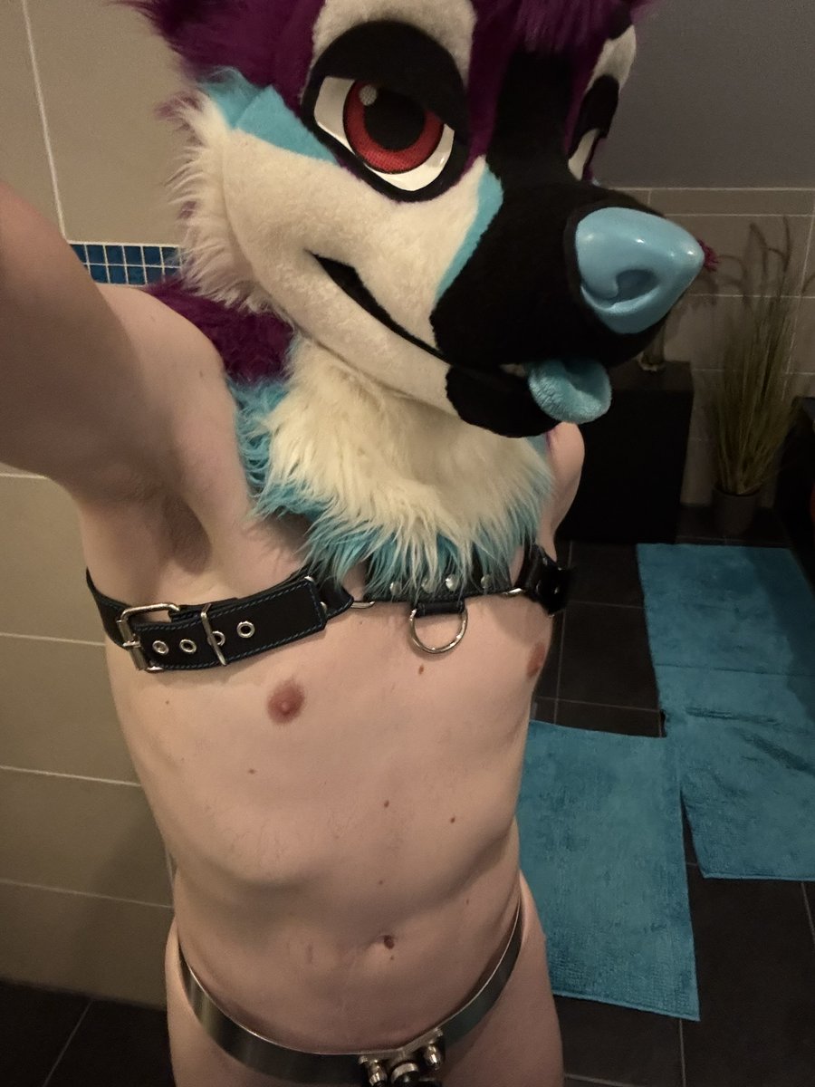 Purple Dog!? ✈️LVFC tweet media