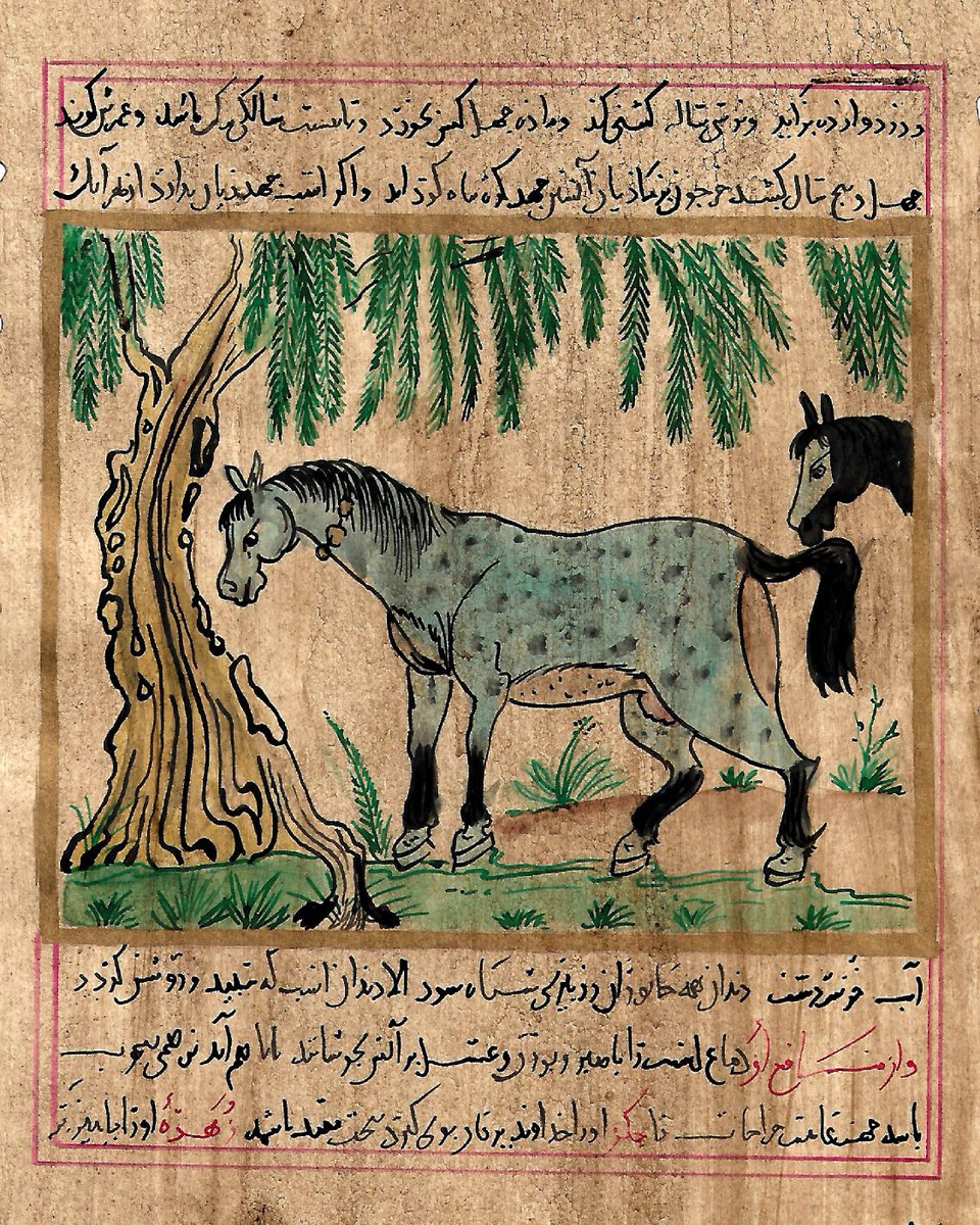 “Dios llamó al viento y creó el caballo…” 🌬️🐎

Del Corán a los palacios de Al-Ándalus: historia, arte y manuscritos revividos por Isabel A. Carrión ✒️

👇
 continuadores.com/caballo-manusc…