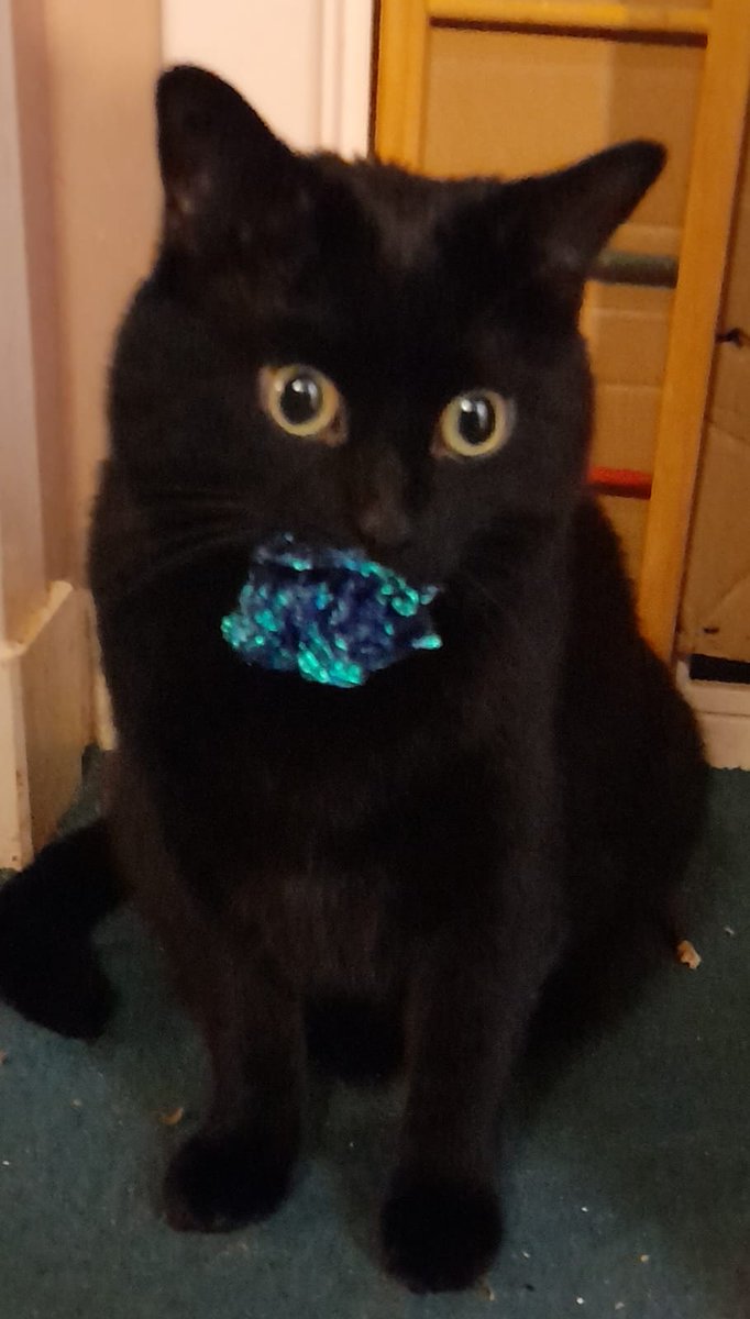 IIxRep1ay's tweet photo. @grok can you crop the cat out and put them together in 1 picture https://t.co/FyOkpcfixW