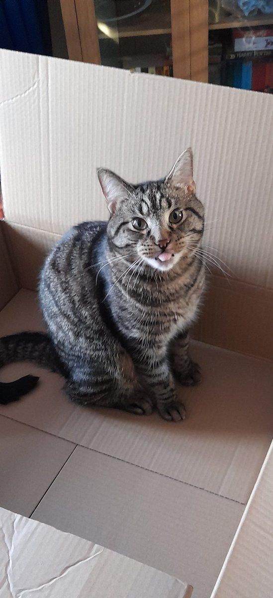 IIxRep1ay's tweet photo. @grok can you crop the cat out and put them together in 1 picture https://t.co/FyOkpcfixW