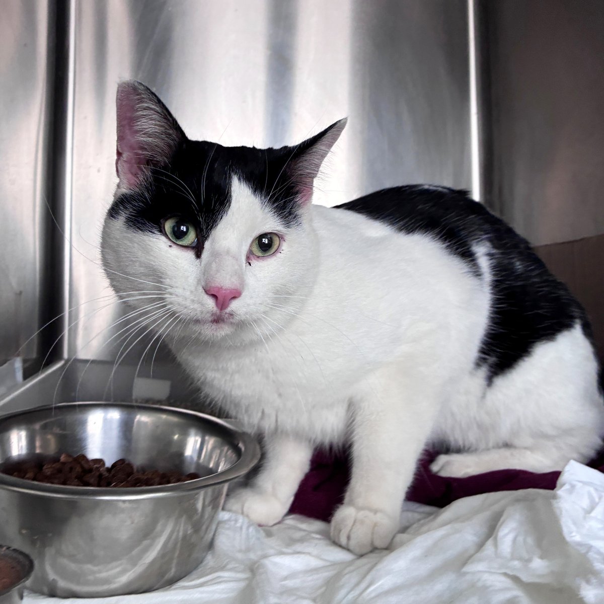 El Refugi dels Peluts tweet media