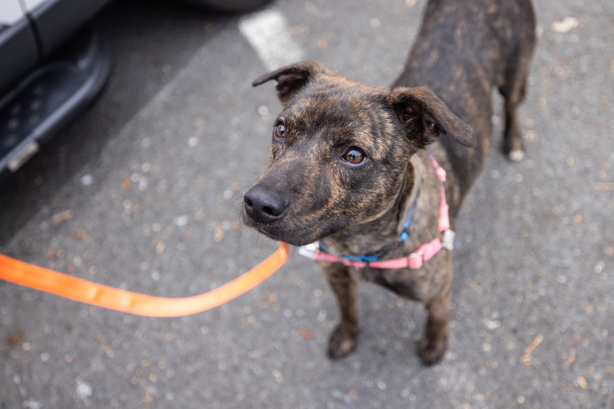 ComdorLLC's tweet photo. Donating time and material to a cause near and dear to our hearts.  Please support @lostdogrescue  in any way possible; walk companions, dog adventures, adoption, monetary, or even just by spreading the word. They do amazing work and we enjoyed the collaboration. https://t.co/U853HnwCKP