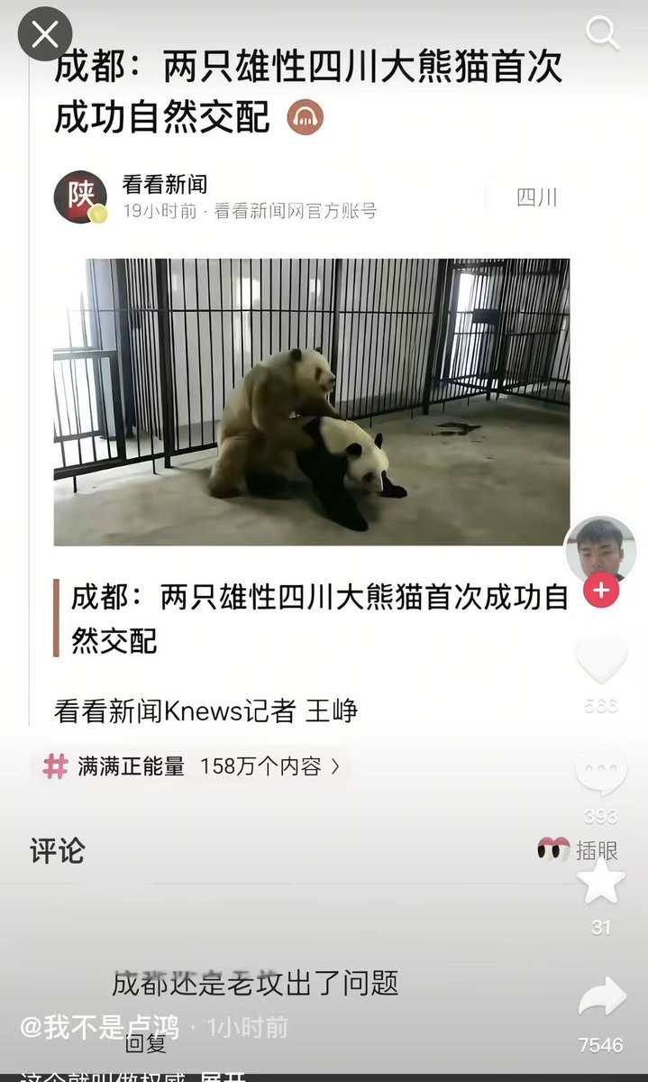 chendu34781's tweet photo. 两只雄性熊猫 自然交配？认真的？ https://t.co/UpmD6zG0Wj