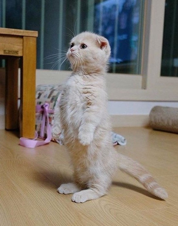 yoko_blu's tweet image. joshua🧍‍♂️: