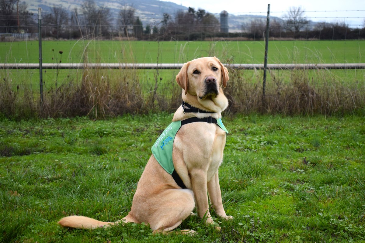 dogsbetterlives's tweet image. Thank you to the @space_p3nguin community! This is very exciting and we couldn't be more honored.