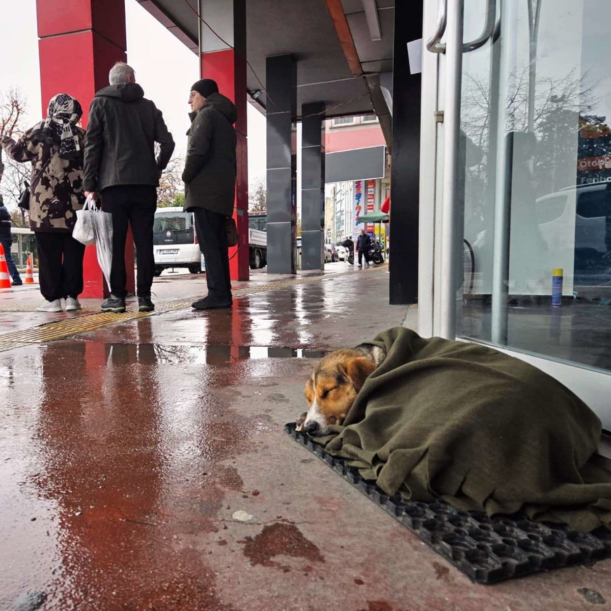pusholder's tweet photo. Samsun'da soğuktan titreyen bir köpek, vatandaşlar tarafından korumaya alındı. https://t.co/93YA1tEMHW