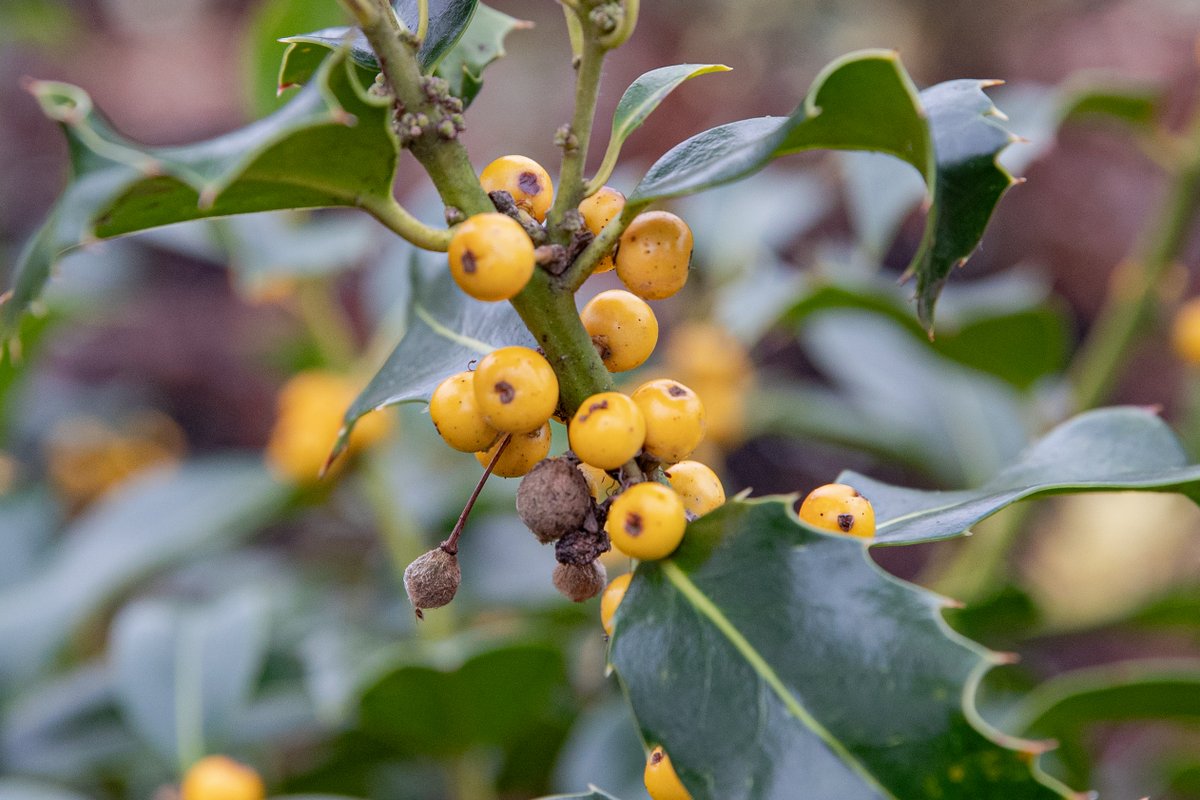 Wandel op 18-1 of 15-2 mee met de Snertwandeling bij de Historische Tuin! Met een gids wandel je door de kassen en leer je over tuinbouwhistorie en wintergewassen. De wandeling duurt een uur en wordt afgesloten met warme snert. 🍲 Mis het niet!

📷 <a href="/kicksfotos/">kicksfotos.nl</a>